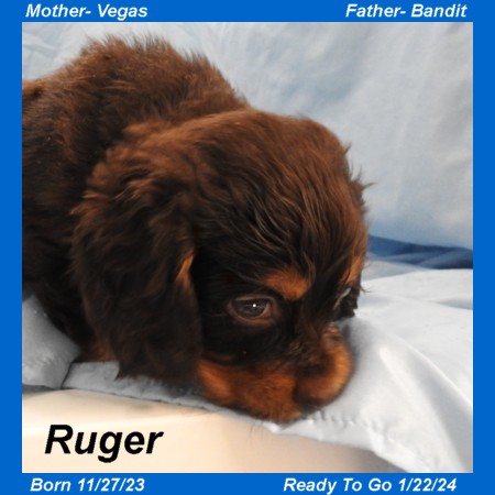 puppy, for, sale, Cocker Spaniel, Joe & Cherri  Overlease, dog, breeder, Miller, MO, dog-breeder, puppy-for-sale, forsale, nearby, find, puppyfind, locator, puppylocator, aca